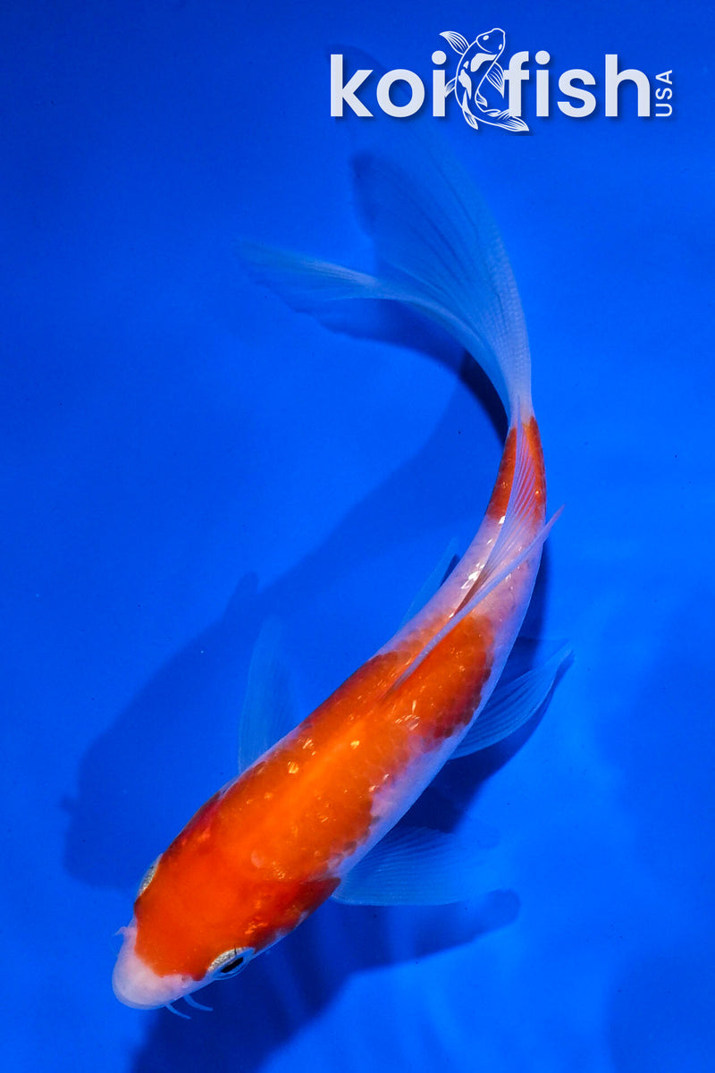 4.5" GINRIN YAMABUKI OGON