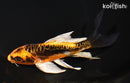 5.75" BENI KIKOKURYU BUTTERFLY