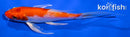 5.75" HARIWAKE BUTTERFLY