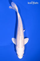 6.75" PLATINUM OGON