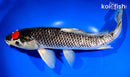15" TANCHO GOSHIKI