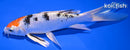 7" YAMATO NISHIKI BUTTERFLY