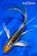 6" GINRIN KIN KIKOKURYU BUTTERFLY