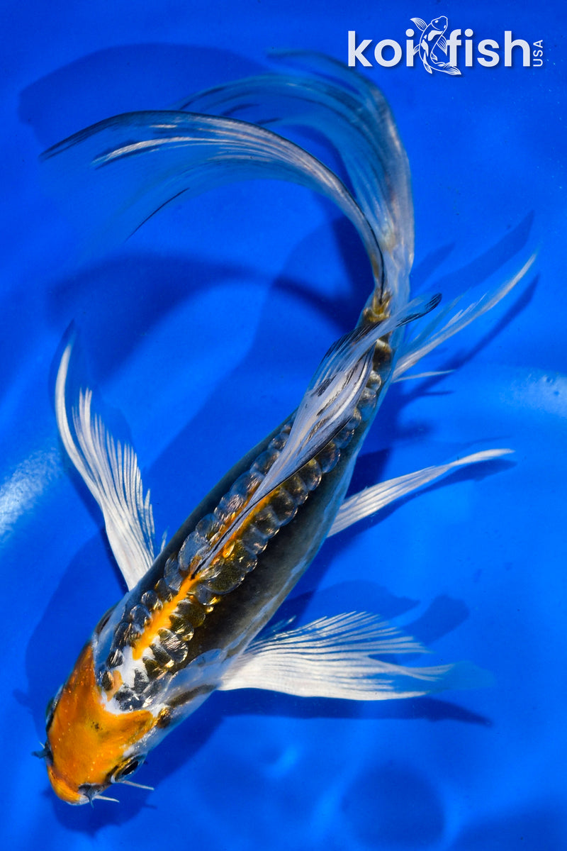 6" GINRIN KIN KIKOKURYU BUTTERFLY