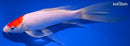 10" KOHAKU BUTTERFLY