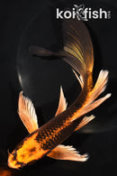 8" ORENJI MATSUBA BUTTERFLY