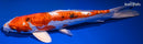 12" HEISEI NISHIKI