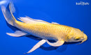 9.75" YAMABUKI OGON BUTTERFLY