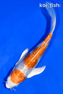 5.5" GINRIN HARIWAKE BUTTERFLY