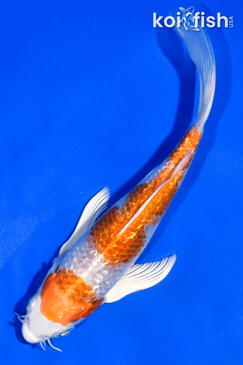 5.5" GINRIN HARIWAKE BUTTERFLY