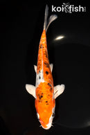 8.25" ARAGOKE HEISEI NISHIKI