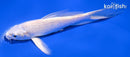 5.25" PLATINUM OGON BUTTERFLY