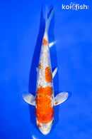 5.5" GINRIN HARIWAKE