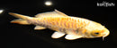 6.5" YAMABUKI OGON