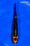 5.5" ARAGOKE BENI KIKOKURYU