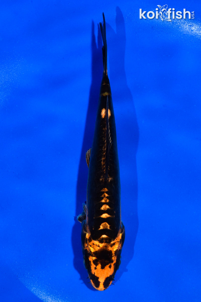 5.5" ARAGOKE BENI KIKOKURYU