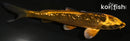 4.5" GINRIN KIN ORENJI MATSUBA