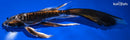 10.5" BENI KIKOKURYU BUTTERFLY