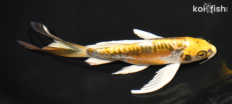 7.75" KIN KIKOKURYU BUTTERFLY