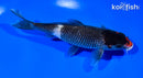 5.5" BENI MATSUKAWABAKE