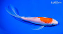 8.25" KOHAKU BUTTERFLY