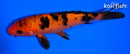 5.5" AKA BEKKO