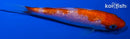 4.25" GINRIN KOHAKU