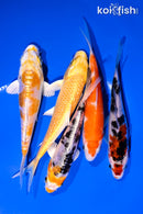 PACK OF (5) 4-5" STANDARD KOI