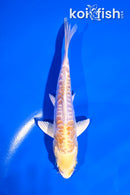 4.5" ARAGOKE LEMON HARIWAKE