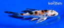 5" YAMATO NISHIKI BUTTERFLY