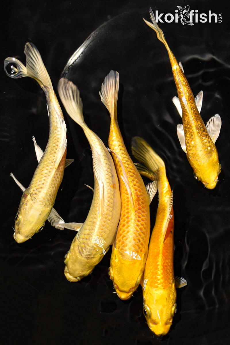 PACK OF (5) 5-6" STANDARD YAMABUKI OGON KOI