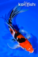 8.25" SANKE BUTTERFLY