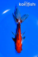 5.5" CALICO WAKIN GOLDFISH