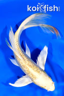 7.75" GINRIN YAMABUKI OGON BUTTERFLY