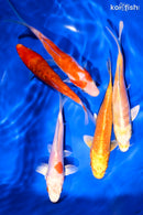 PACK OF (5) 5.25-6" STANDARD KOI