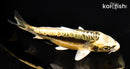 6.5" ARAGOKE KIN KIKOKURYU