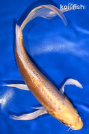 9.5" DOITSU YAMABUKI OGON BUTTERFLY
