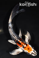 8.5" BENI KIKOKURYU BUTTERFLY