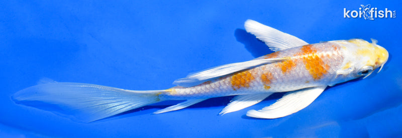 6" HARIWAKE BUTTERFLY