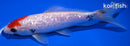 7.5" GINRIN TANCHO KOHAKU