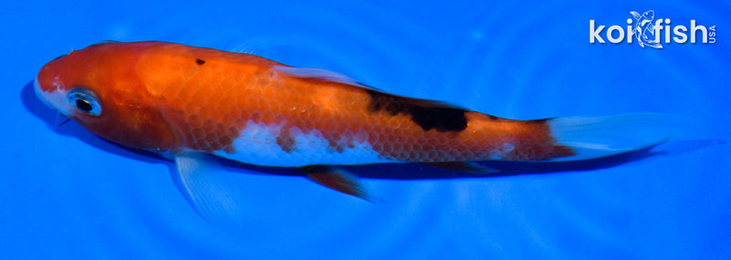 5" SANKE