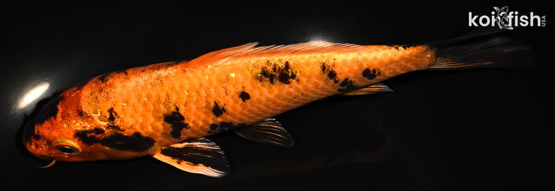 7.25" KIN HI UTSURI