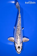 7.5" KIKOKURYU