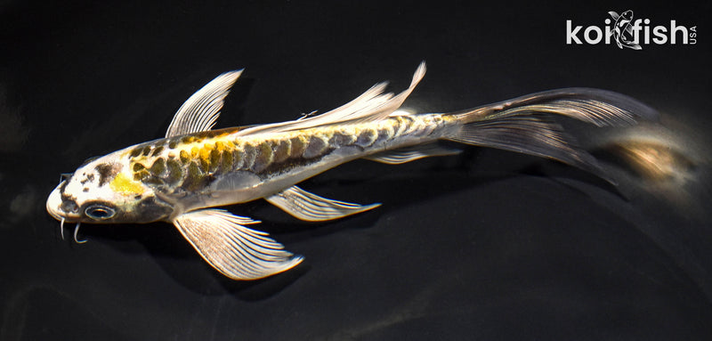 7.5" ARAGOKE KIN KIKOKURYU BUTTERFLY