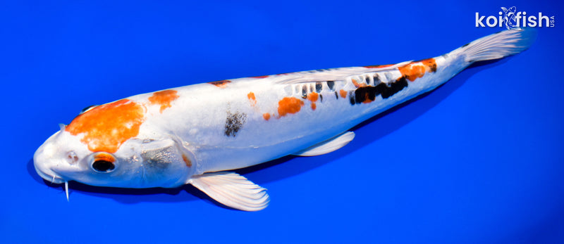 12.25" HEISEI NISHIKI