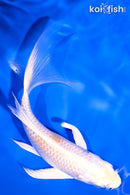 5.5" LEMON HARIWAKE BUTTERFLY