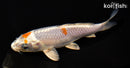6.25" METALLIC OCHIBA SHIGURE