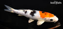 6.75" YAMATO NISHIKI