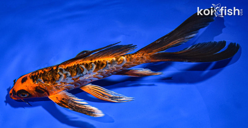 8.5" DOITSU ORENJI MATSUBA BUTTERFLY