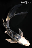 5.75" GIN SHIRO BEKKO BUTTERFLY